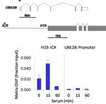 ERK1/ERK2 Antibody in ChIP Assay (ChIP)