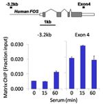 ERK1/ERK2 Antibody in ChIP Assay (ChIP)