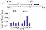 ERK2 Antibody in ChIP Assay (ChIP)