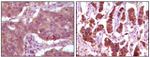 ERK2 Antibody in Immunohistochemistry (Paraffin) (IHC (P))