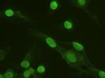 ERK3 Antibody in Immunocytochemistry (ICC/IF)