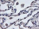 ERK3 Antibody in Immunohistochemistry (Paraffin) (IHC (P))