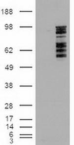 ERK3 Antibody in Western Blot (WB)