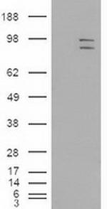 ERK3 Antibody in Western Blot (WB)