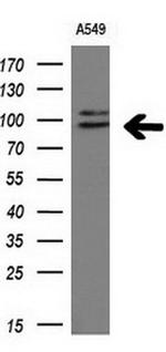 ERK3 Antibody in Western Blot (WB)