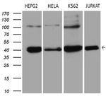 ERLIN1 Antibody in Western Blot (WB)