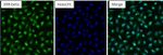 ESRRB Antibody in Immunocytochemistry (ICC/IF)