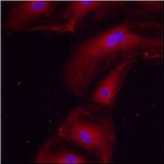 ERp57 Antibody in Immunocytochemistry (ICC/IF)