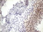 ESRRA Antibody in Immunohistochemistry (Paraffin) (IHC (P))