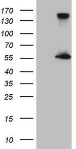 ESRRA Antibody in Western Blot (WB)