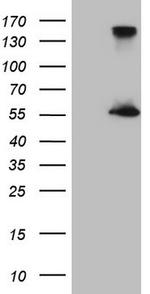 ESRRA Antibody in Western Blot (WB)