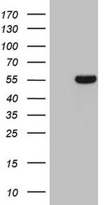 ESRRA Antibody in Western Blot (WB)