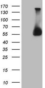 ESRRA Antibody in Western Blot (WB)