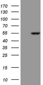 ESRRA Antibody in Western Blot (WB)