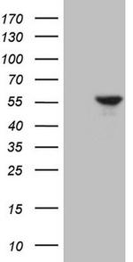 ESRRA Antibody in Western Blot (WB)