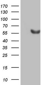 ESRRB Antibody in Western Blot (WB)