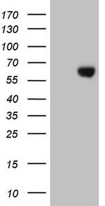 ESRRB Antibody in Western Blot (WB)