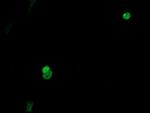 ESRRG Antibody in Immunocytochemistry (ICC/IF)