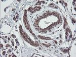 ESRRG Antibody in Immunohistochemistry (Paraffin) (IHC (P))