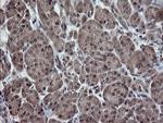 ESRRG Antibody in Immunohistochemistry (Paraffin) (IHC (P))