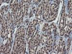 ESRRG Antibody in Immunohistochemistry (Paraffin) (IHC (P))