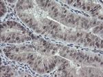 ESRRG Antibody in Immunohistochemistry (Paraffin) (IHC (P))