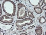 ESRRG Antibody in Immunohistochemistry (Paraffin) (IHC (P))