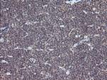 ESRRG Antibody in Immunohistochemistry (Paraffin) (IHC (P))