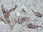 ESRRG Antibody in Immunohistochemistry (Paraffin) (IHC (P))