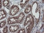 ESRRG Antibody in Immunohistochemistry (Paraffin) (IHC (P))