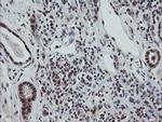 ESRRG Antibody in Immunohistochemistry (Paraffin) (IHC (P))