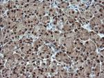 ESRRG Antibody in Immunohistochemistry (Paraffin) (IHC (P))