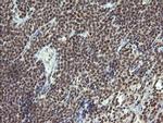 ESRRG Antibody in Immunohistochemistry (Paraffin) (IHC (P))