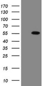 ESRRG Antibody in Western Blot (WB)