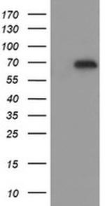 ESRRG Antibody in Western Blot (WB)