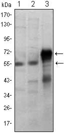 ETS1 Antibody in Western Blot (WB)