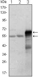 ETS1 Antibody in Western Blot (WB)