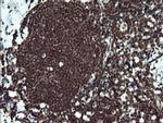 ETS2 Antibody in Immunohistochemistry (Paraffin) (IHC (P))