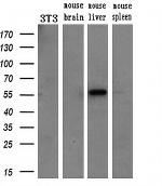 ETS2 Antibody in Western Blot (WB)