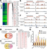 ETS2 Antibody in ChIP Assay (ChIP)