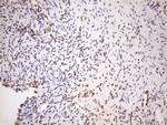 EXOSC1 Antibody in Immunohistochemistry (Paraffin) (IHC (P))