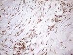 EXOSC1 Antibody in Immunohistochemistry (Paraffin) (IHC (P))