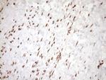 EXOSC1 Antibody in Immunohistochemistry (Paraffin) (IHC (P))