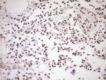 EXOSC1 Antibody in Immunohistochemistry (Paraffin) (IHC (P))