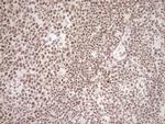 EXOSC1 Antibody in Immunohistochemistry (Paraffin) (IHC (P))