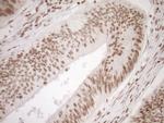 EXOSC1 Antibody in Immunohistochemistry (Paraffin) (IHC (P))