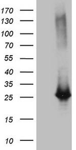 EXOSC1 Antibody in Western Blot (WB)