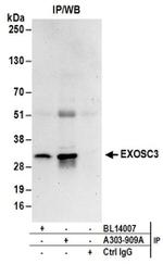 EXOSC3 Antibody in Western Blot (WB)