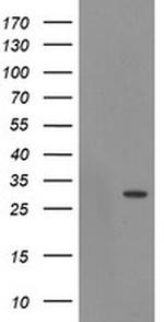 EXOSC3 Antibody in Western Blot (WB)