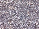 EXOSC7 Antibody in Immunohistochemistry (Paraffin) (IHC (P))